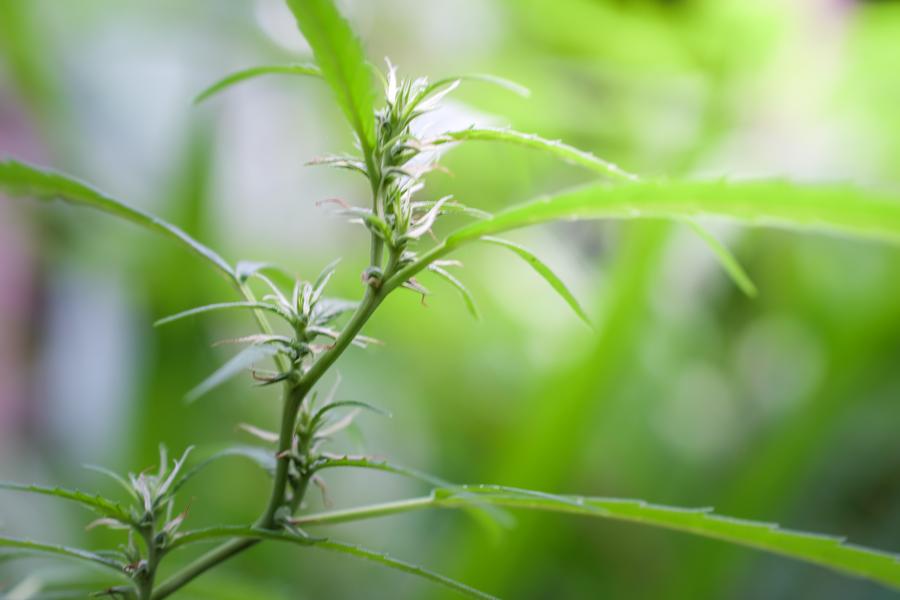 Could Hemp Fashion Be the Key to Fixing India's Cotton Economy?