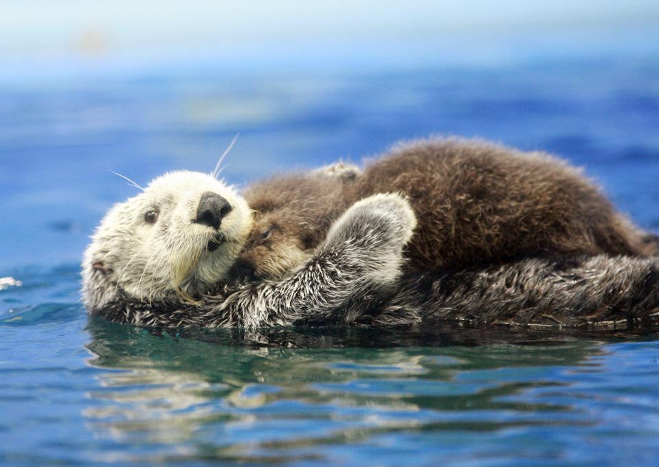 Has The Endangered Species Act Helped Marine Animals?