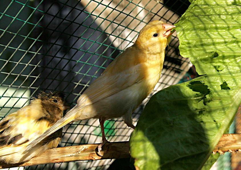 Coal Mine Canaries Keep Market Rally Alive