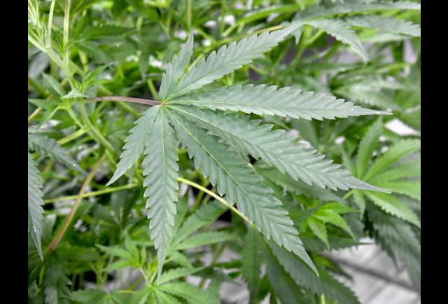 San Francisco Sales Tax 2017 >> Native American Marijuana Hits Nevada, And It's Tax Free San Francisco Sales Tax 2017 >> Native American Marijuana Hits Nevada, And It's Tax Free