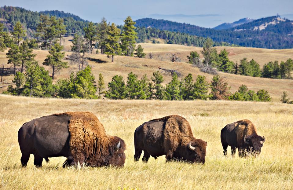 Spring Has Sprung In South Dakota s Custer State Park A Prime spring-has-sprung-in-south-dakota-s-custer-state-park-a-prime