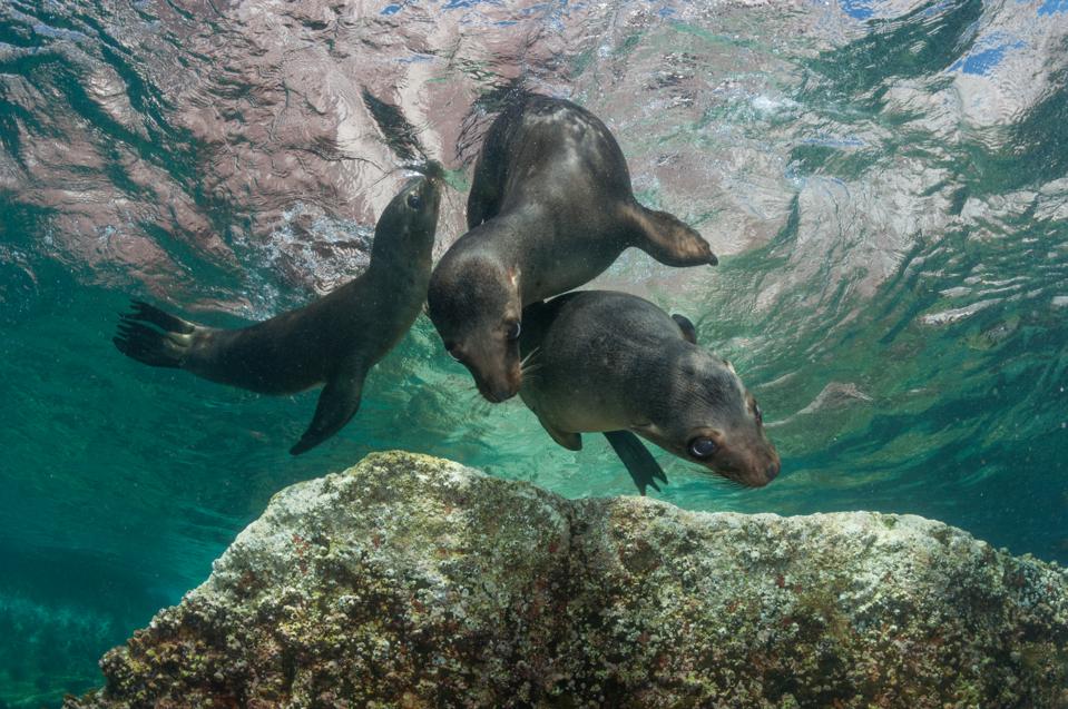 Sea Lion Pups
