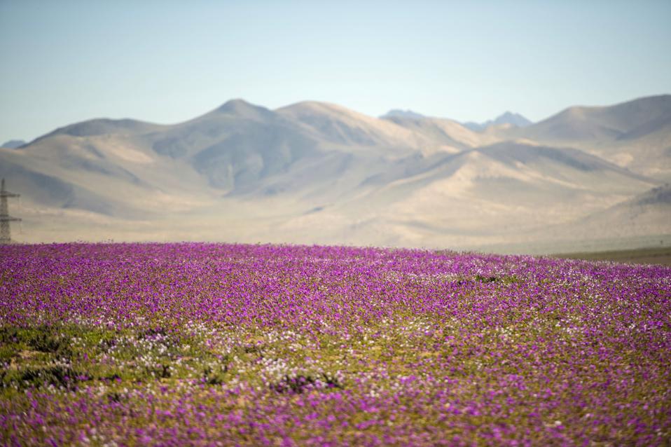 Incredible Full Bloom Leaves World's Driest Desert Awash In Color