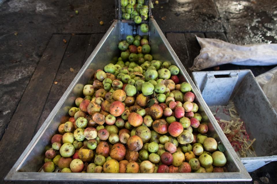 Cider Makers Enjoy A Bumper Harvest Apples are pressed to make traditional cider at Lands End farm in the village of Mudgley in Somerset. (Photo by Matt Cardy/Getty Images)