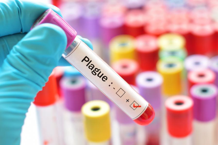 Two People In China Got The Black Death Plague--But Chances Of Another Pandemic Are 'Close To Nil'