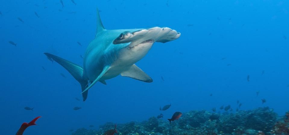 Scalloped Hammerhead Shark, Sphyrna lewini, Wolf Island, Galapagos, Ecuador