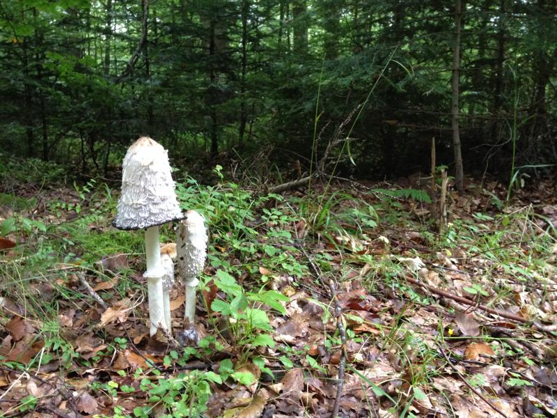 Start A Niche Side Hustle, Like Foraging For Mushrooms