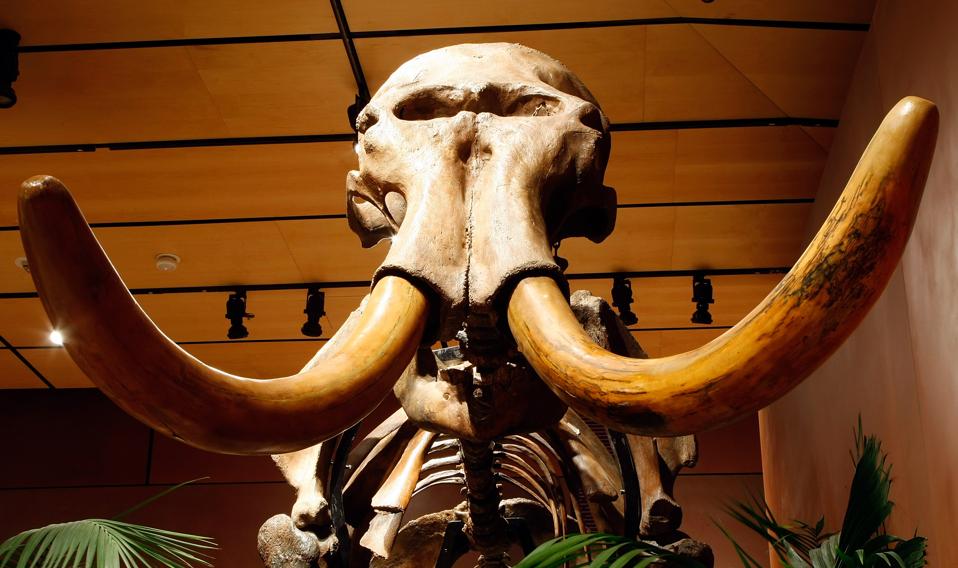 What The Woolly Mammoth DeExtinction Project Actually Means