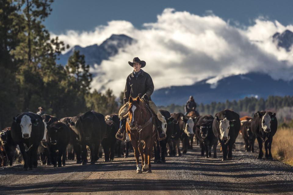 Cowboys on Cattle Drive Gather cows and calves Centennial Ranch, San Juan Mountains