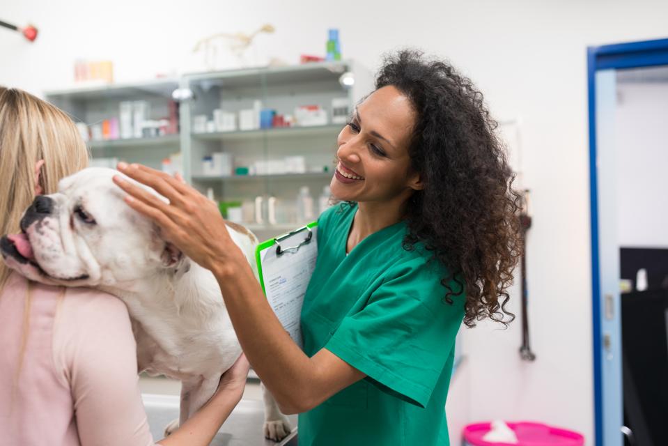 Happy Female Veterinarian Examining Bulldog