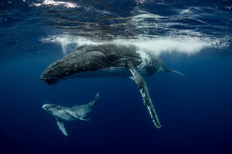 Indonesia Anak Krakatau And The Tsunami What Might Happen Next