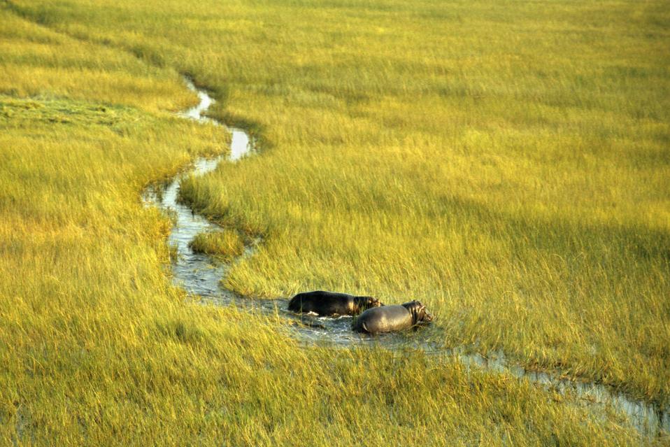 HIPPOPOTAMUS (हिप्पोपोटामस AMPHIBIUS), OKAVANGO DELTA, BOTOWANA