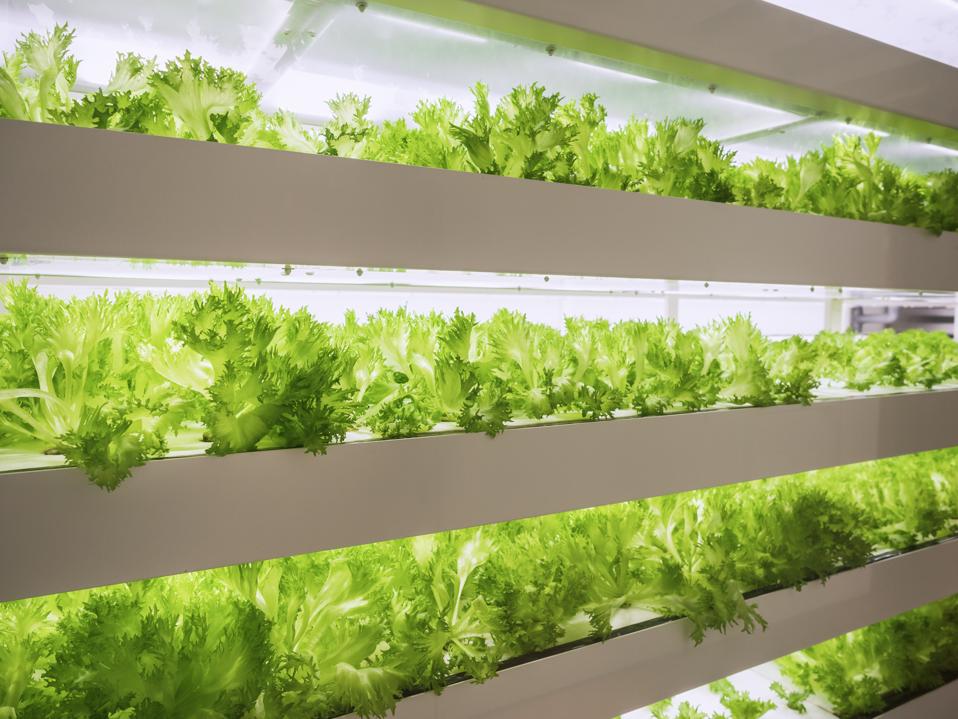 Une rangée de plantes de serre grandit grâce à la technologie LED Farm Farm Indoor