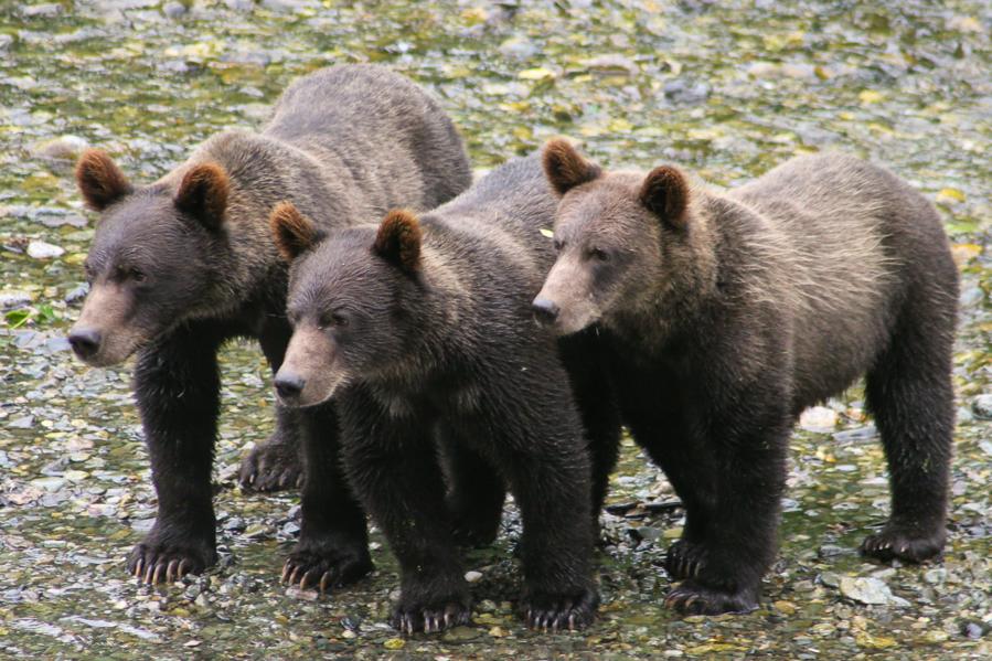Covid Stocks And The Three Bears
