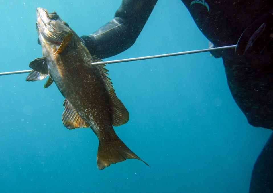 A fish on a spear underwater, held by a diver.