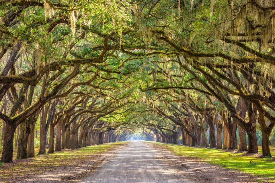 The Best Things To Do In Savannah Georgia