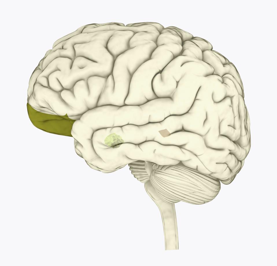 Digital illustration of human brain with orbitofrontal cortex and amygdala highlighted in green