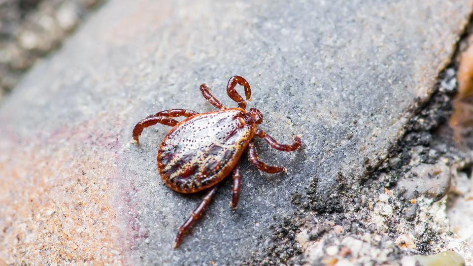 Encephalitis Virus or Lyme Disease Infected Tick Arachnid Insect 