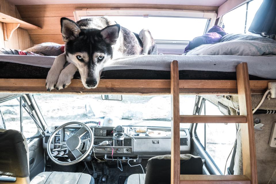 Husky in einem Wohnmobil