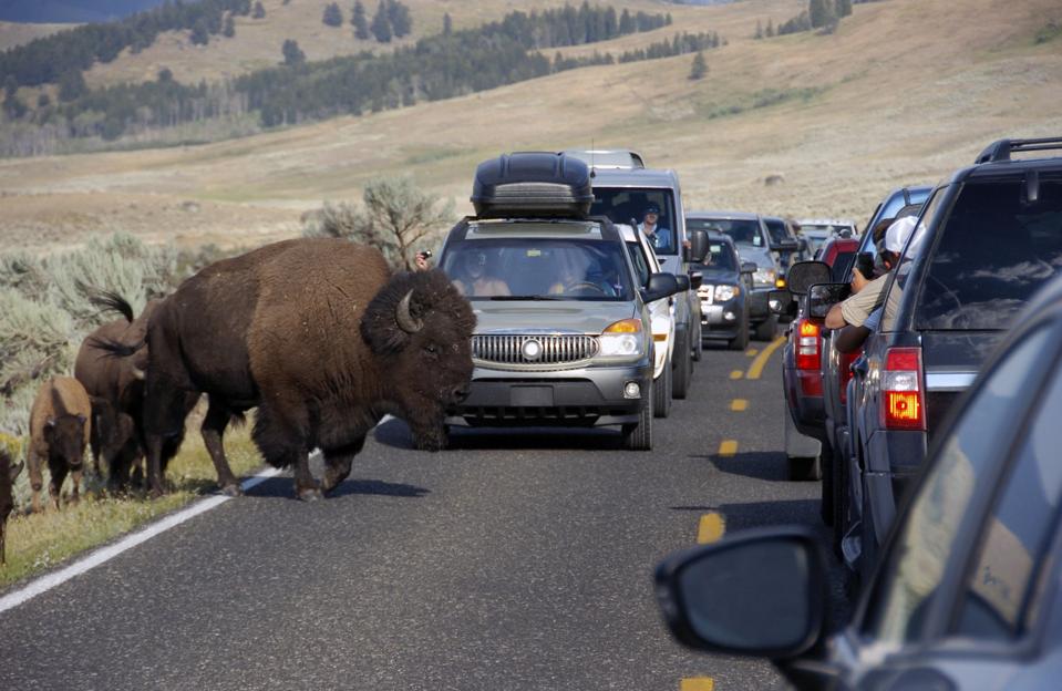 Yellowstone Ringing Phones