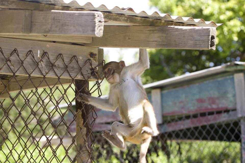 Porto Rican Monkeys The Amazing Monkey Island In Puerto Rico Where Humans Are The Ones In Cages